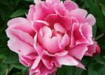 Pink Peony