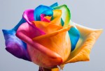 multi-colored rose image via designboom.com