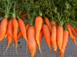 yogaearth.com's carrots image