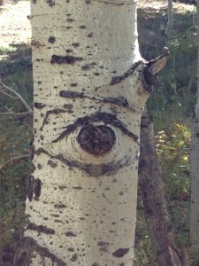 Aspen eye
