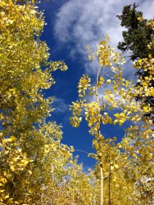 Aspen blooms in WY