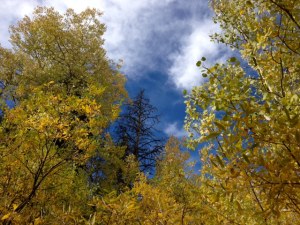 Aspens in bloom