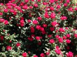 knockout roses